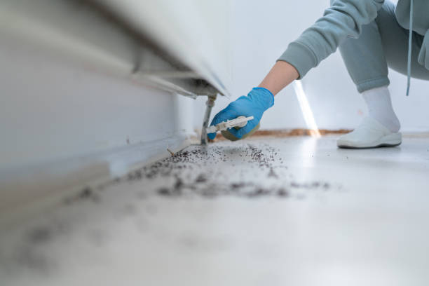 Best Flea Control Services  in Manchester, NH